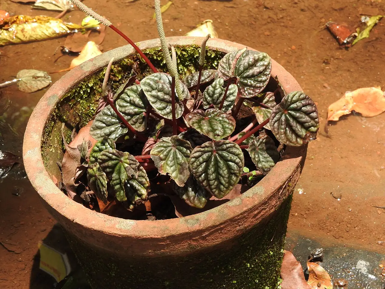 皱叶椒草 (Peperomia caperata) — 更多视角