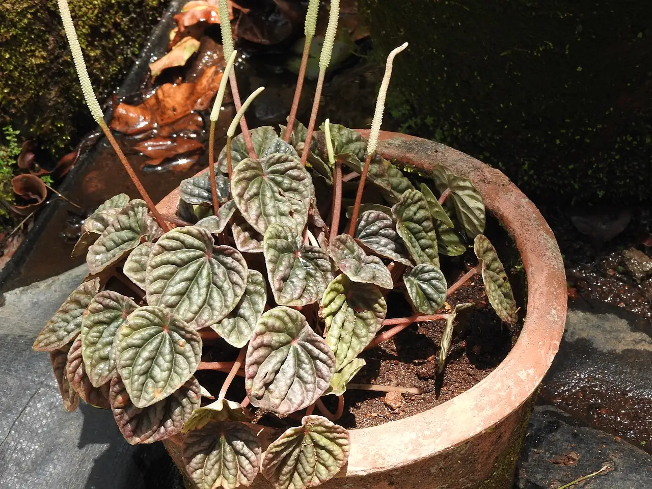皱叶椒草 (Peperomia caperata) — 更多视角