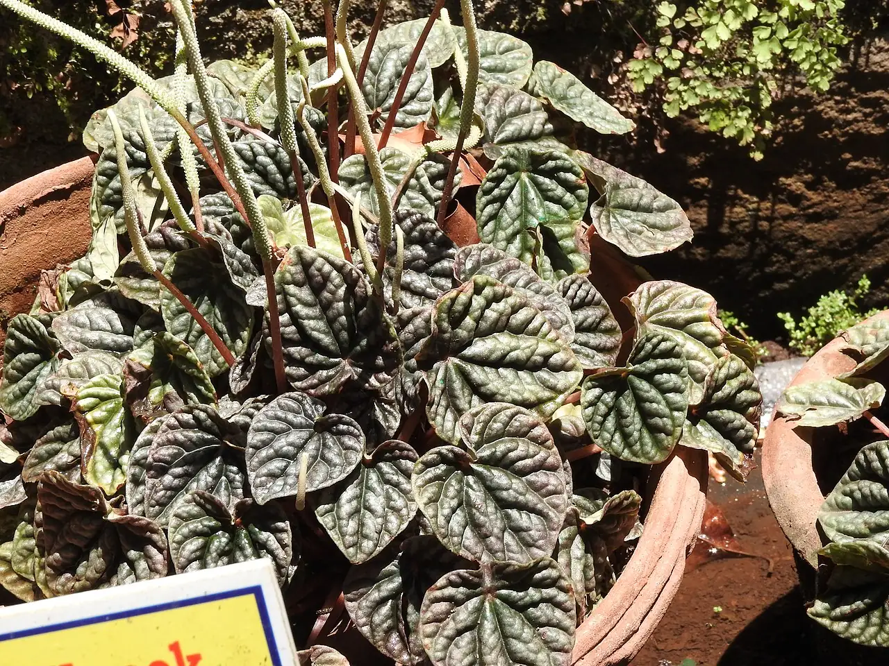 皱叶椒草 (Peperomia caperata) — 更多视角