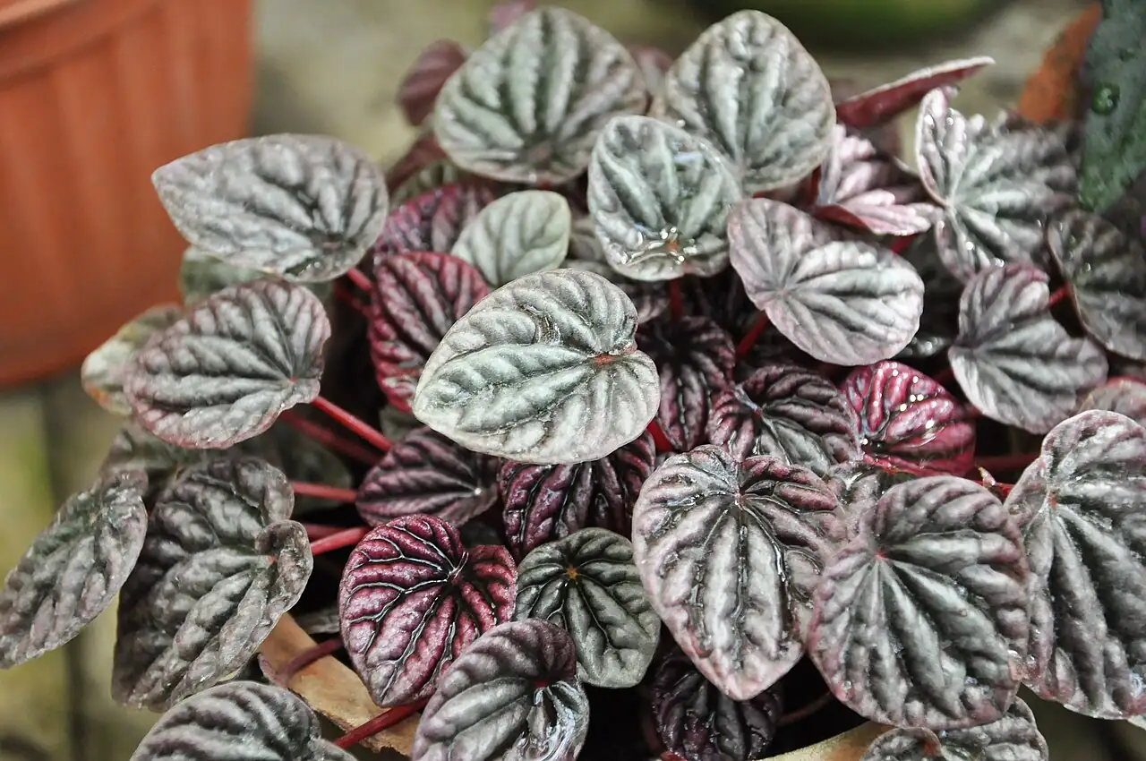 皱叶椒草 (Peperomia caperata) — 特写