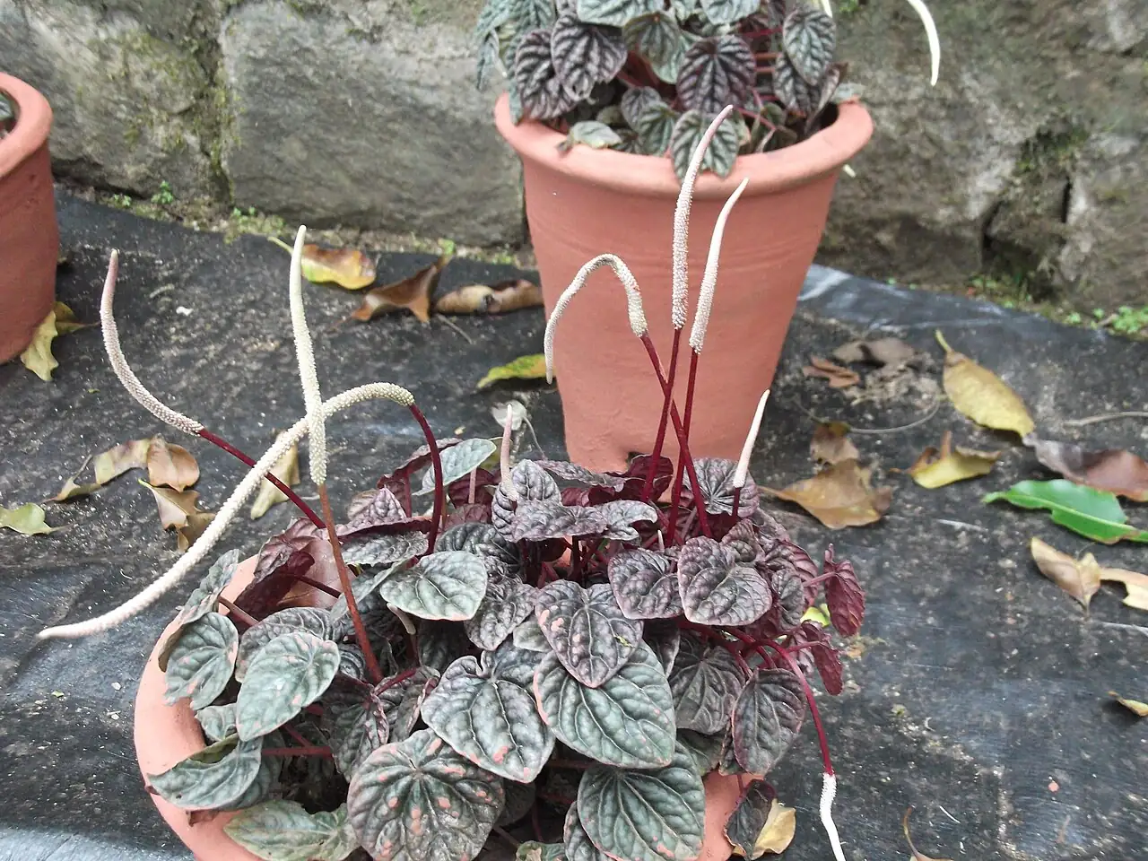 皱叶椒草 (Peperomia caperata) — 主图
