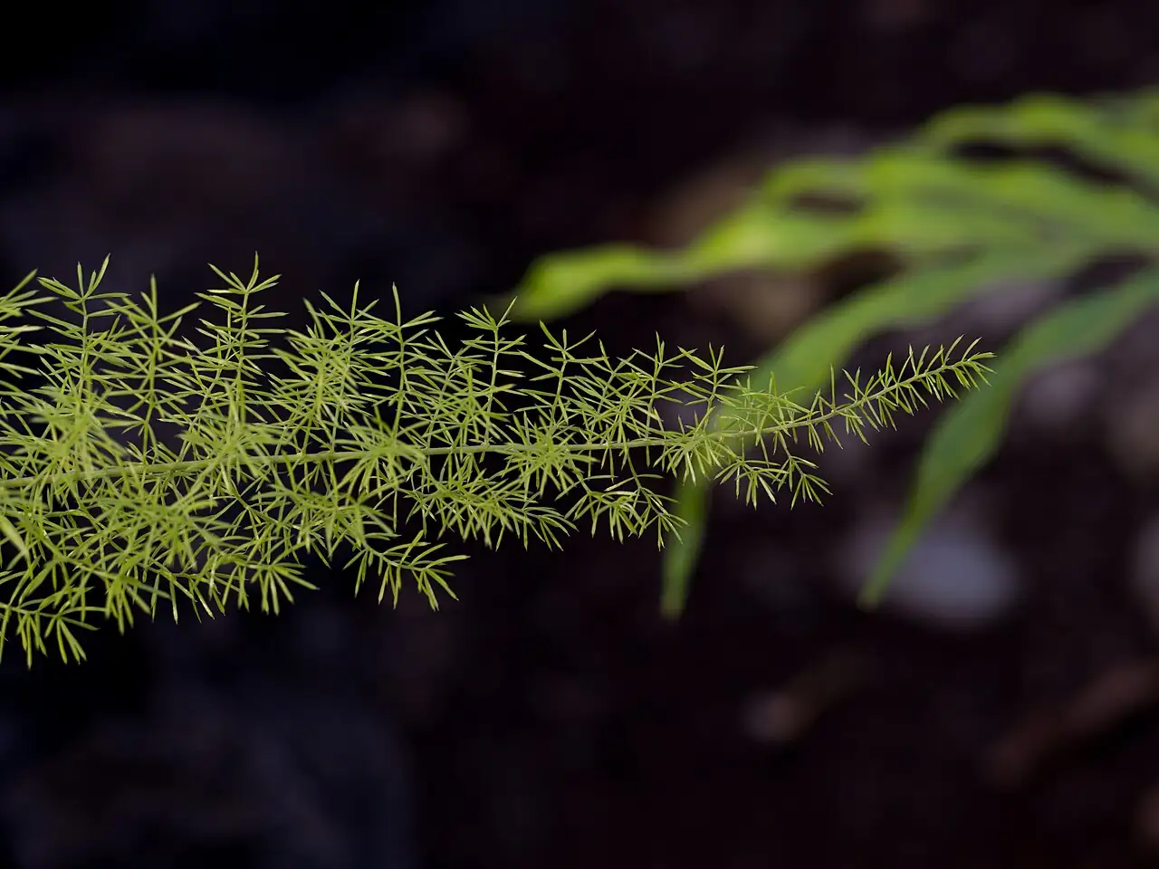 非洲天门冬 (Asparagus densiflorus) — 更多视角