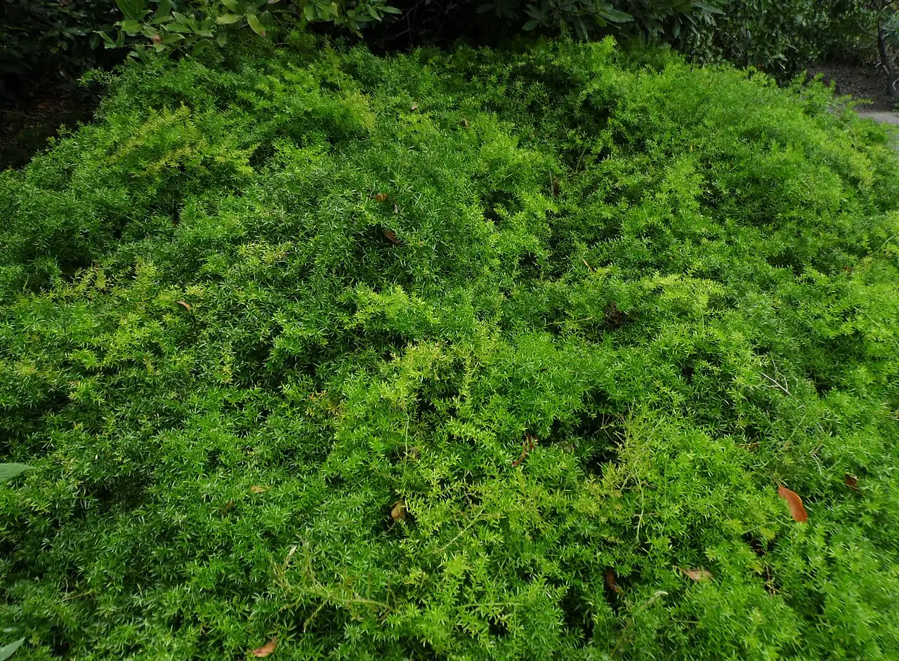 非洲天门冬 (Asparagus densiflorus) — 特写