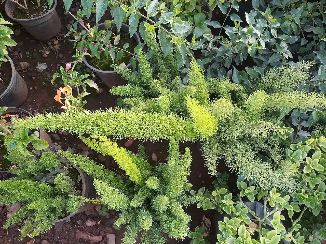 非洲天门冬 (Asparagus densiflorus) — 环境展示