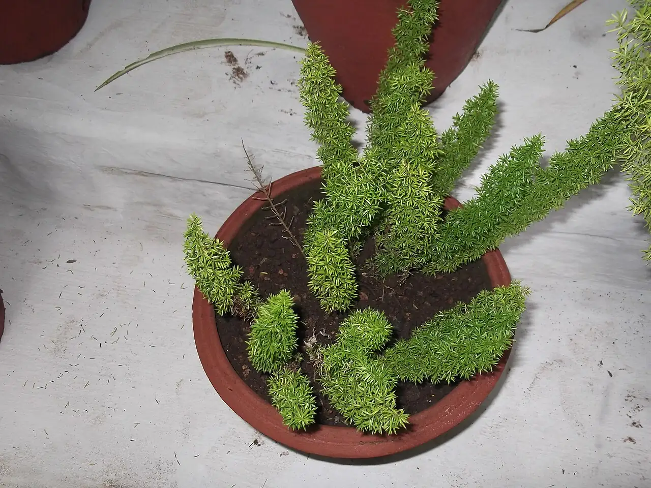 非洲天门冬 (Asparagus densiflorus) — 更多视角