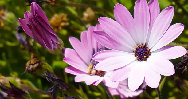 流星海角苣苔 (Osteospermum ecklonis) — 主图