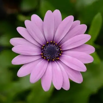 流星海角苣苔 (Osteospermum ecklonis) — 细节