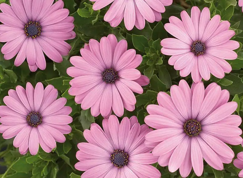 流星海角苣苔 (Osteospermum ecklonis) — 特写
