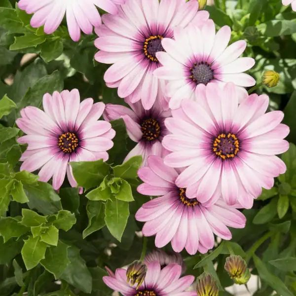 流星海角苣苔 (Osteospermum ecklonis) — 环境展示