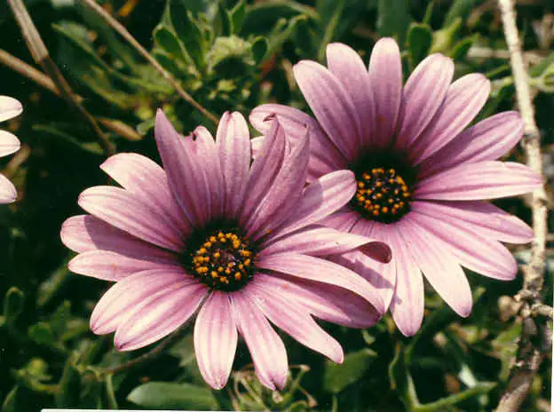 流星海角苣苔 (Osteospermum ecklonis) — 更多视角