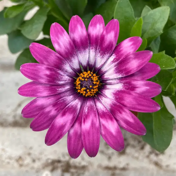 流星海角苣苔 (Osteospermum ecklonis) — 更多视角