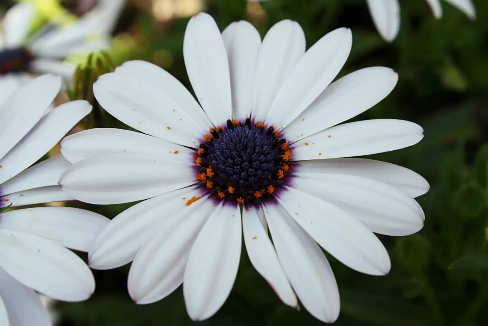流星海角苣苔 (Osteospermum ecklonis) — 更多视角