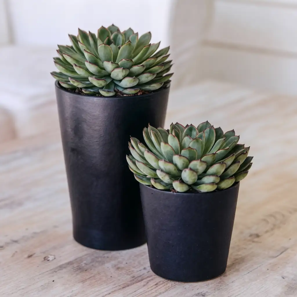 月影 (Echeveria sp.) — 主图