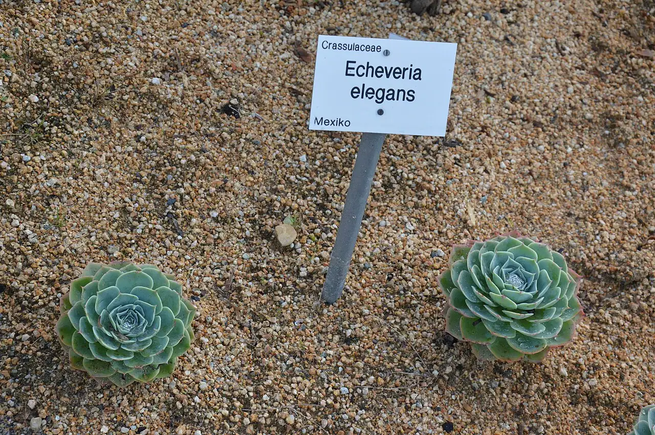 月影 (Echeveria sp.) — 更多视角