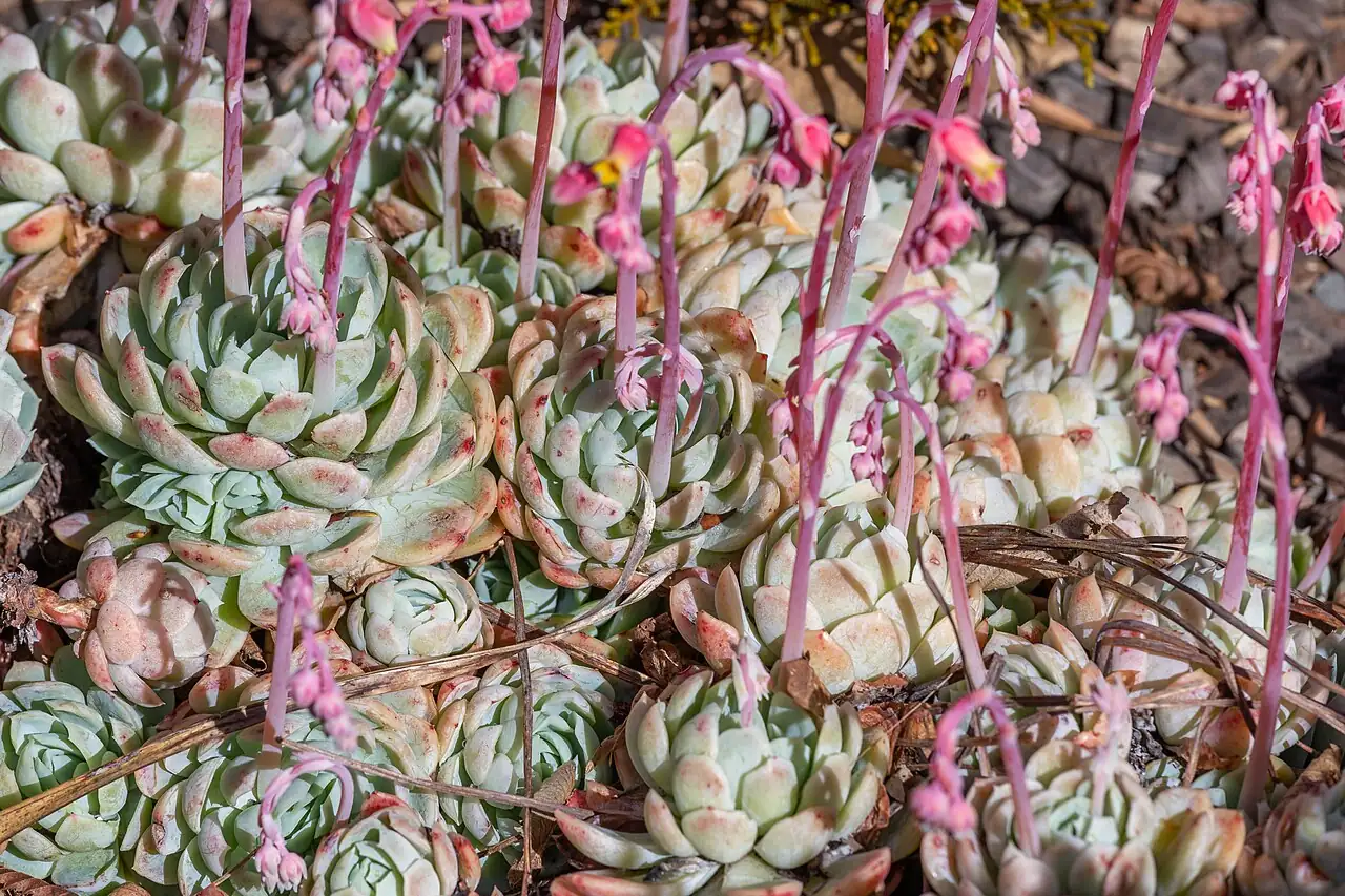 月影 (Echeveria sp.) — 更多视角