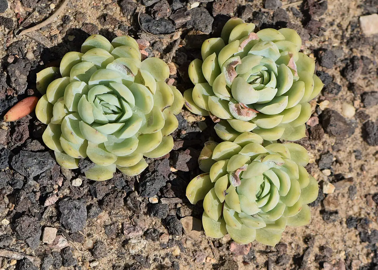 月影 (Echeveria sp.) — 细节