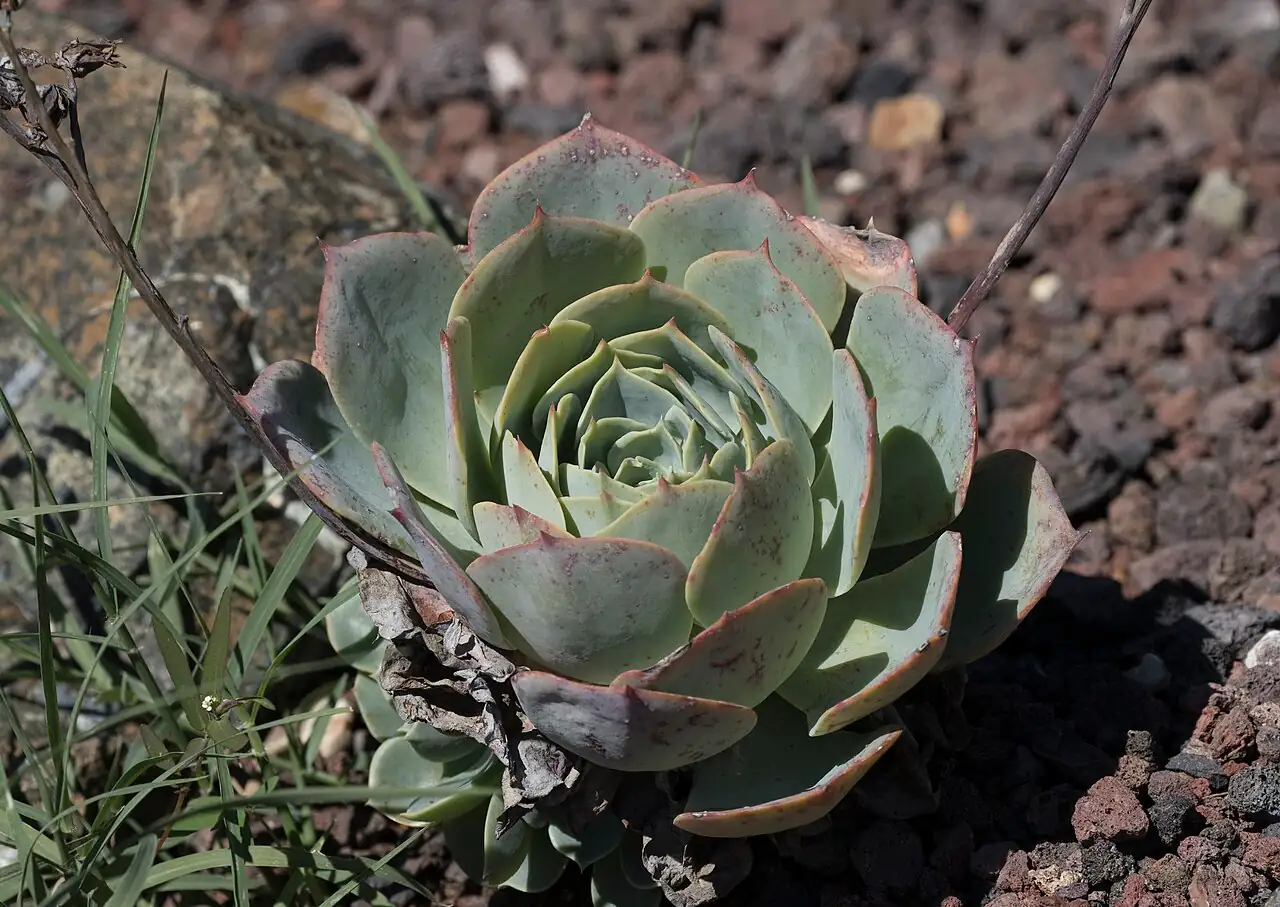 月影 (Echeveria sp.) — 特写