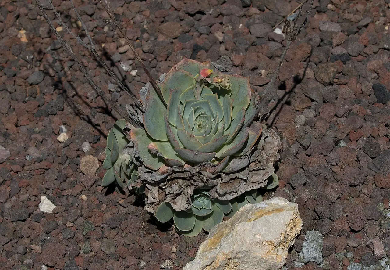 月影 (Echeveria sp.) — 环境展示
