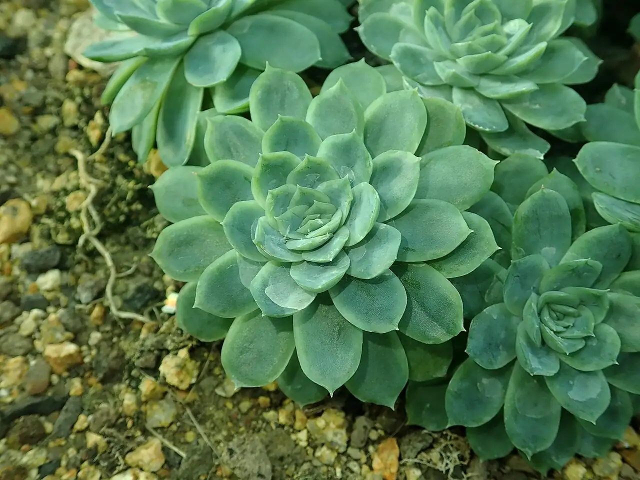 月影 (Echeveria sp.) — 更多视角