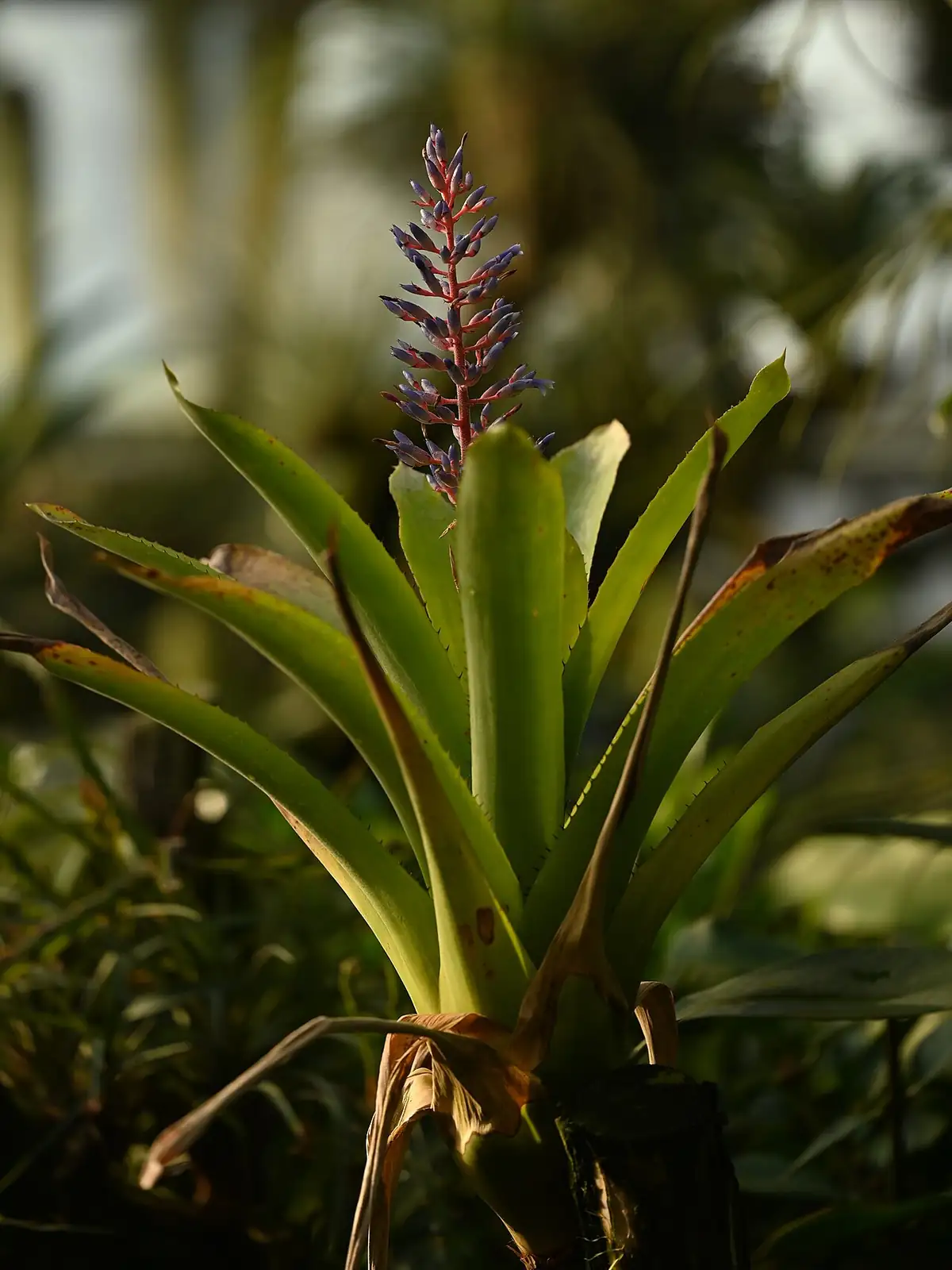蜻蜓凤梨 (Aechmea fendleri) — 细节