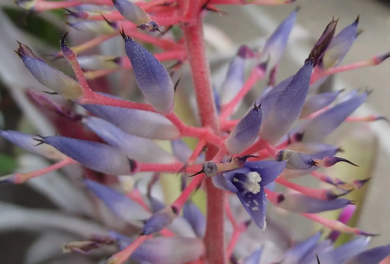 蜻蜓凤梨 (Aechmea fendleri) — 特写