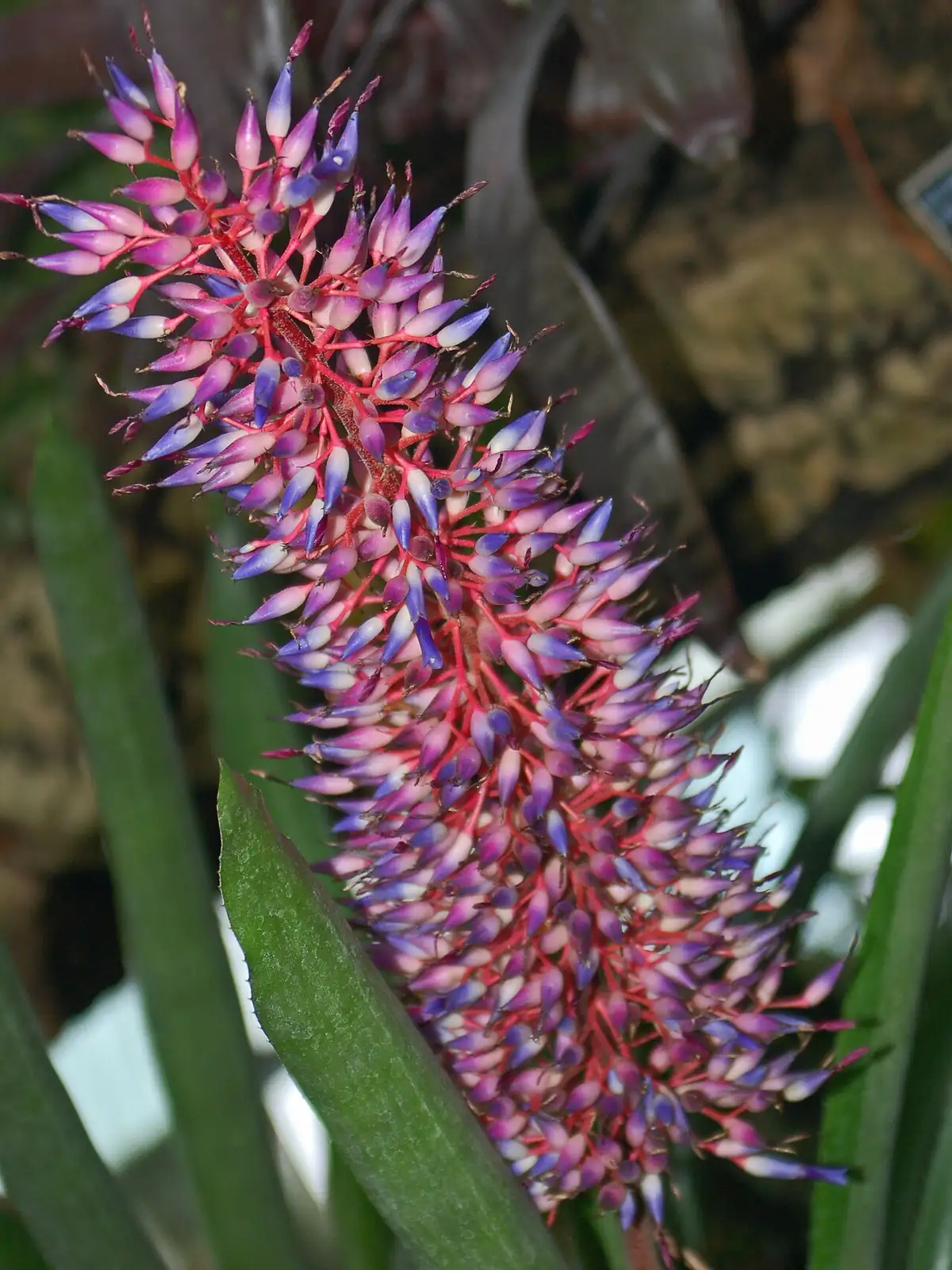 蜻蜓凤梨 (Aechmea fendleri) — 环境展示