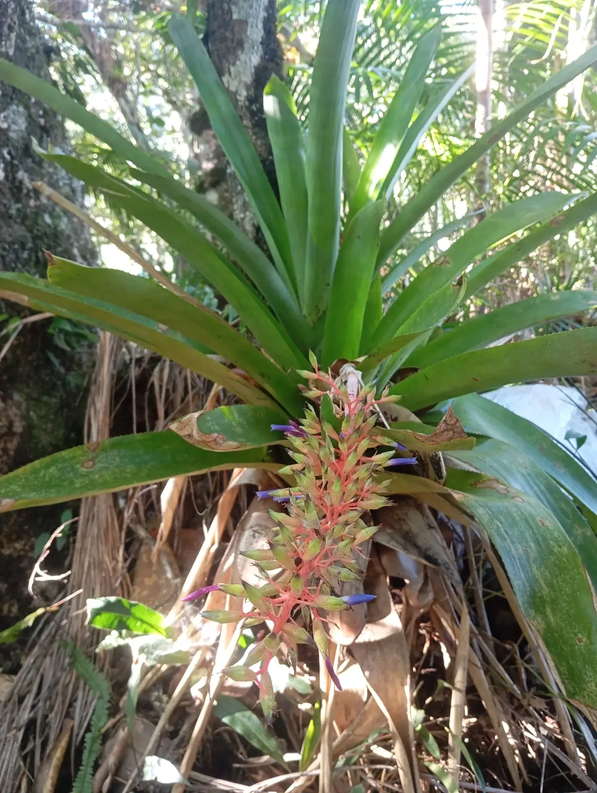 蜻蜓凤梨 (Aechmea fendleri) — 更多视角