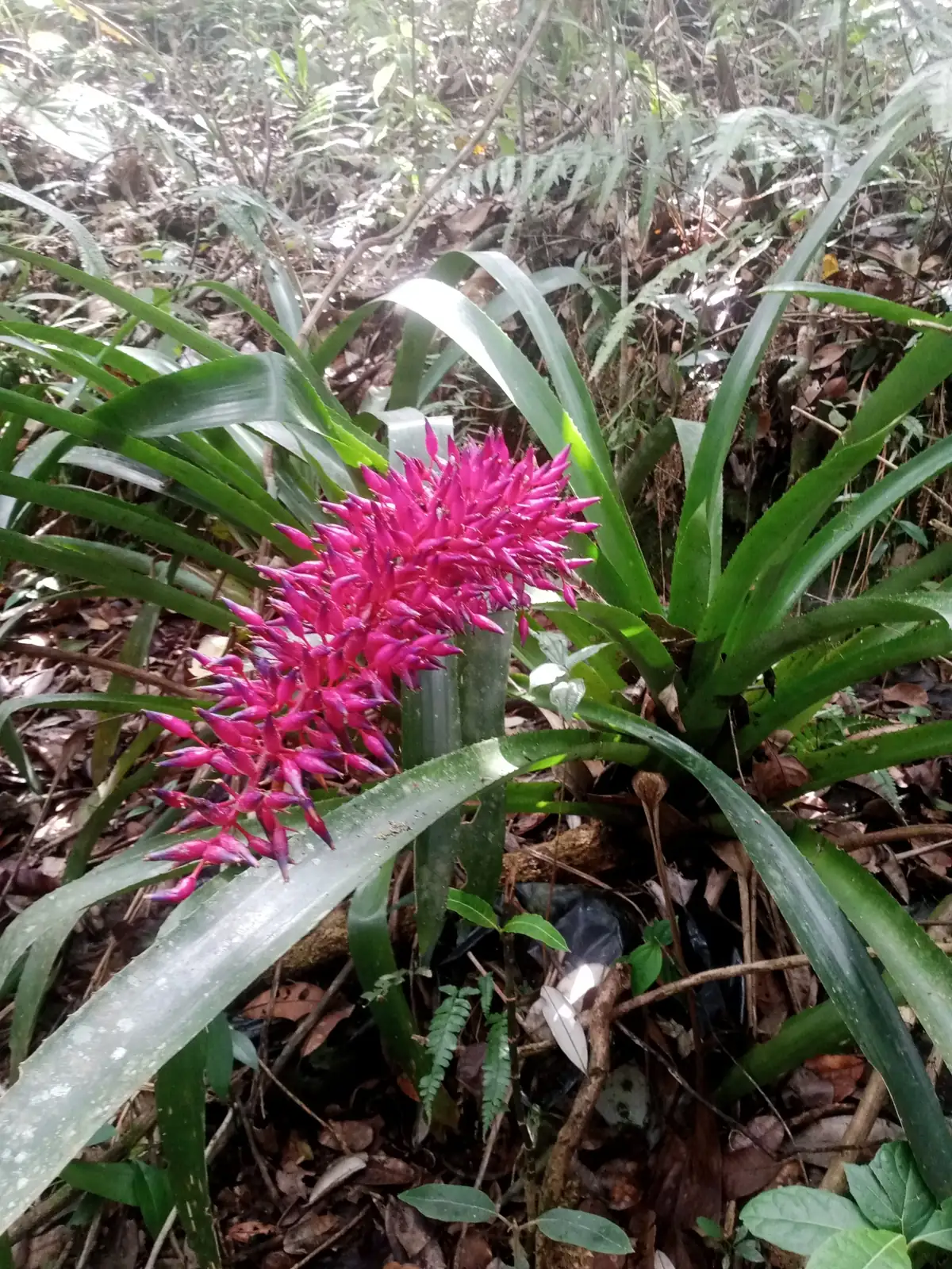 蜻蜓凤梨 (Aechmea fendleri) — 更多视角