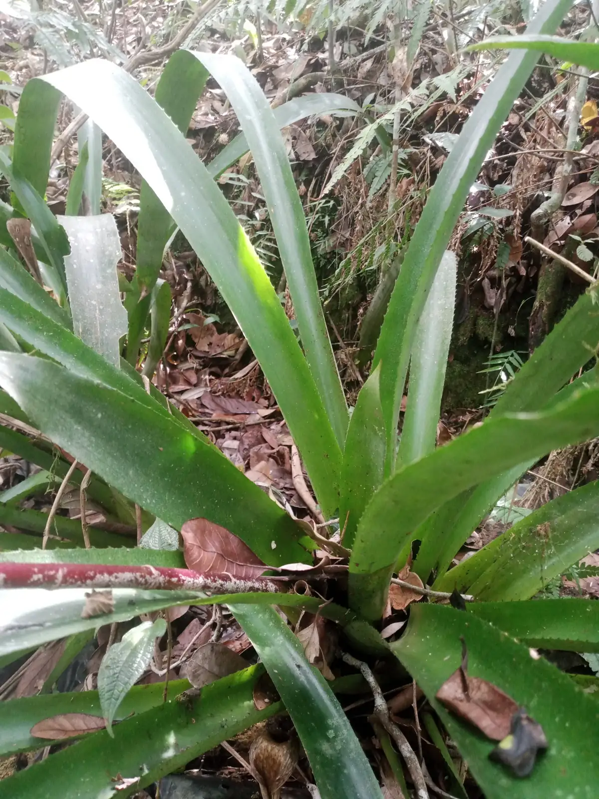 蜻蜓凤梨 (Aechmea fendleri) — 更多视角
