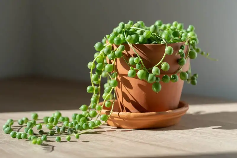 珍珠吊兰 (Curio rowleyanus (syn. Senecio rowleyanus)) — 更多视角