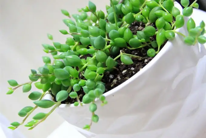 珍珠吊兰 (Curio rowleyanus (syn. Senecio rowleyanus)) — 更多视角