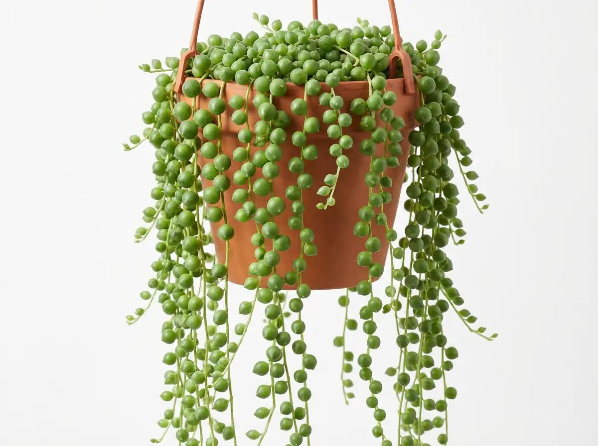 珍珠吊兰 (Curio rowleyanus (syn. Senecio rowleyanus)) — 环境展示