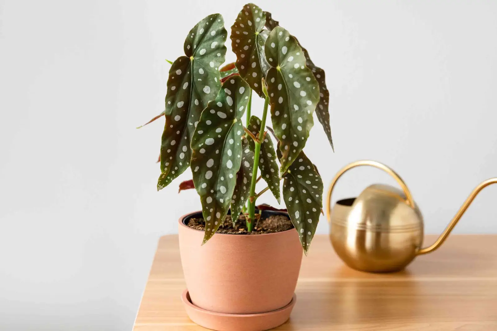 波尔卡圆点秋海棠（竹节/天使翅膀秋海棠） (Begonia maculata) — 更多视角