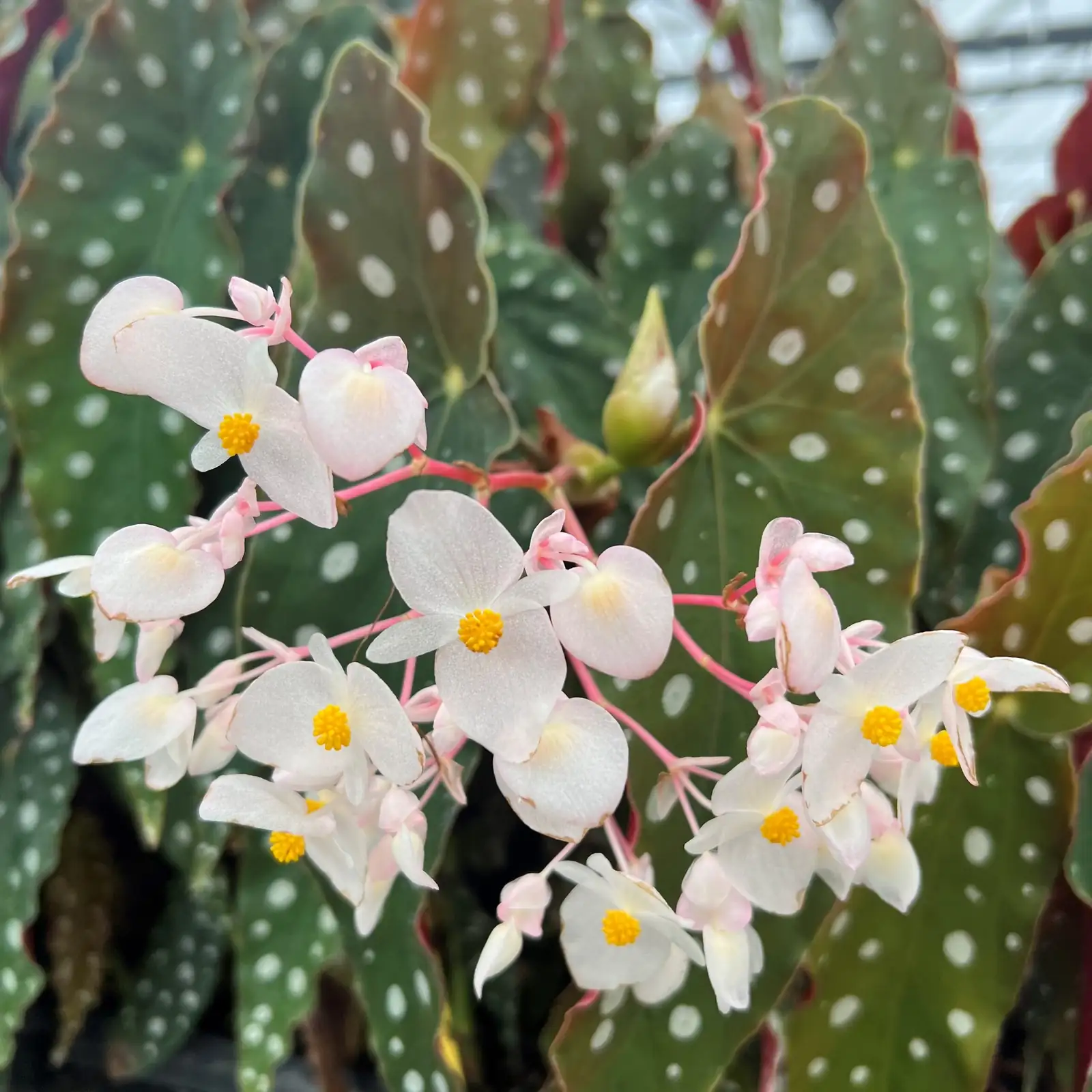 波尔卡圆点秋海棠（竹节/天使翅膀秋海棠） (Begonia maculata) — 环境展示