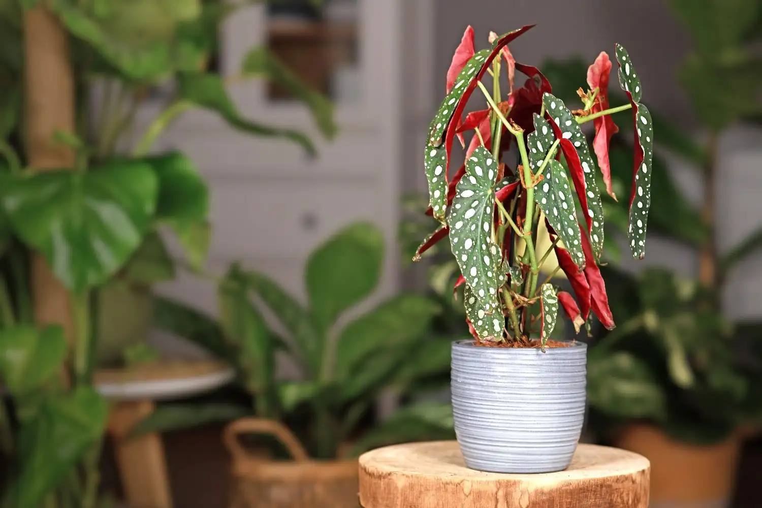 波尔卡圆点秋海棠（竹节/天使翅膀秋海棠） (Begonia maculata) — 细节