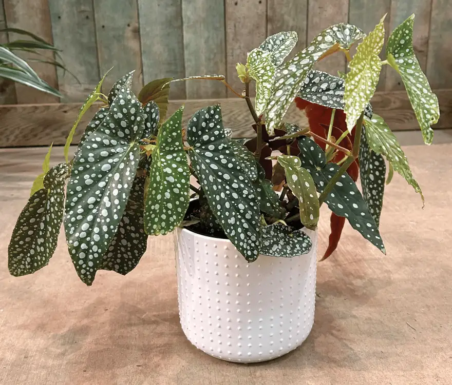 波尔卡圆点秋海棠（竹节/天使翅膀秋海棠） (Begonia maculata) — 更多视角