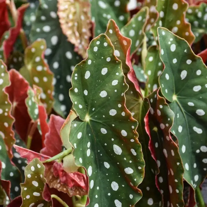 波尔卡圆点秋海棠（竹节/天使翅膀秋海棠） (Begonia maculata) — 更多视角
