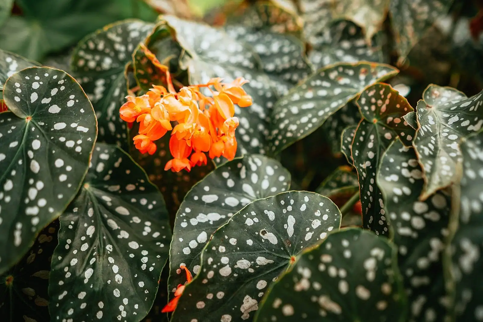 波尔卡圆点秋海棠（竹节/天使翅膀秋海棠） (Begonia maculata) — 主图