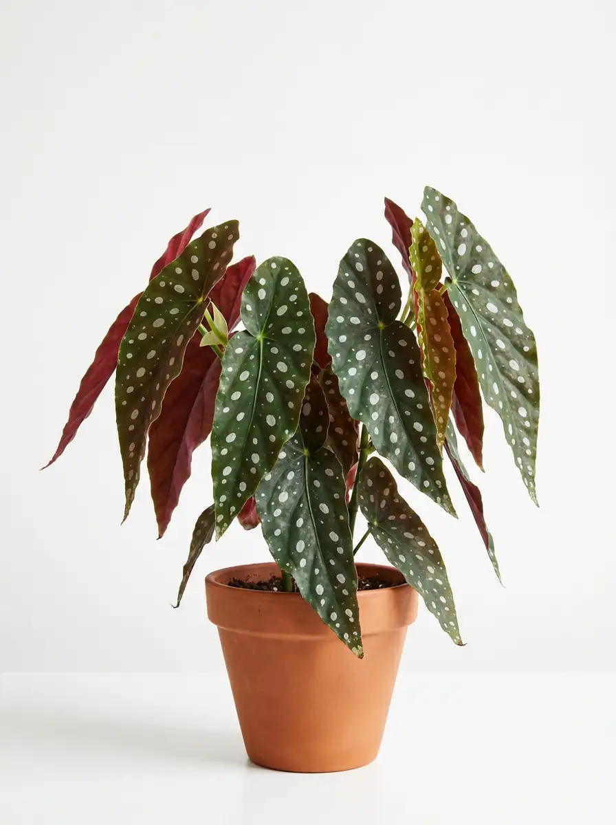 波尔卡圆点秋海棠（竹节/天使翅膀秋海棠） (Begonia maculata) — 特写