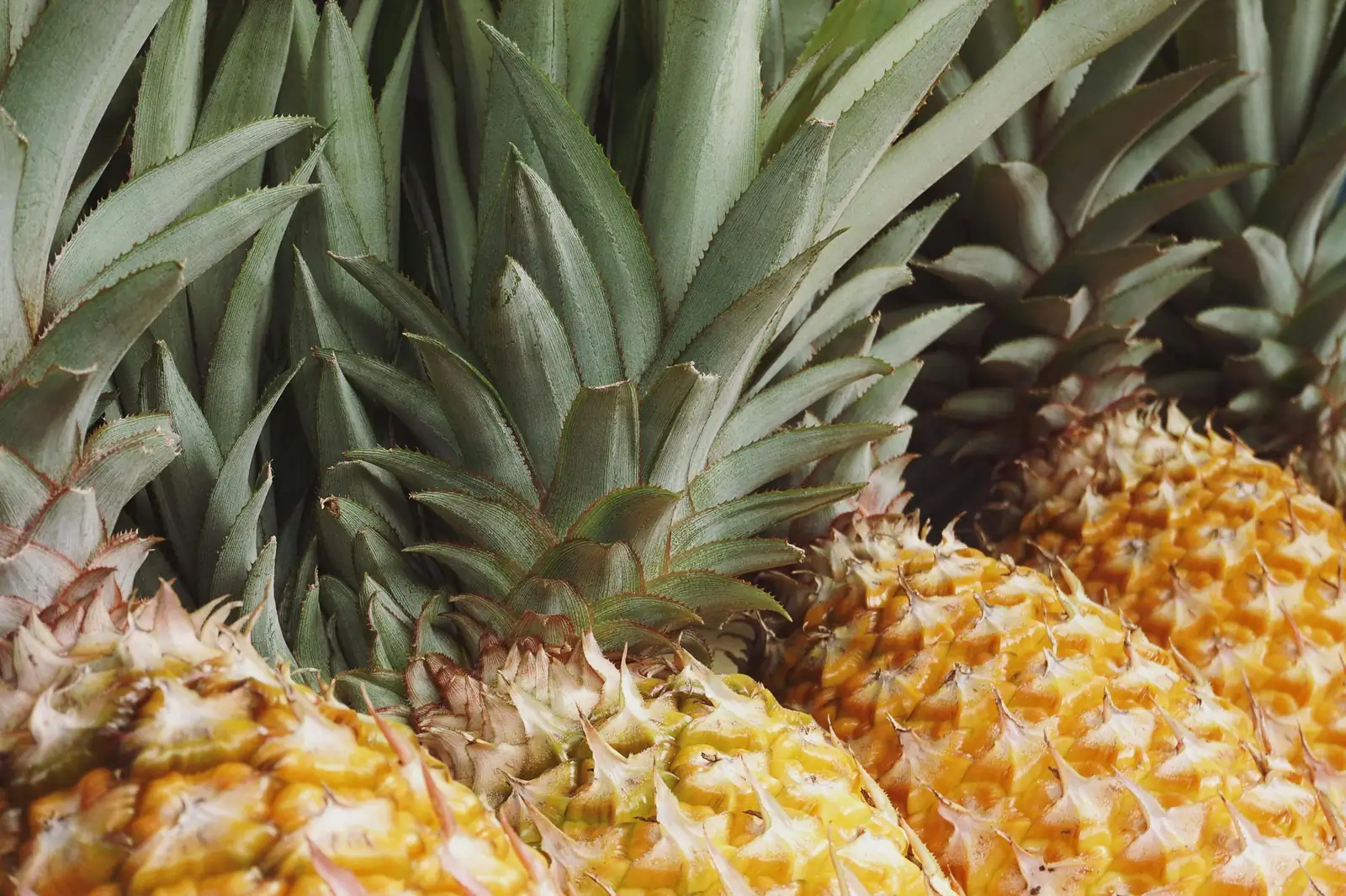 凤梨 (Ananas comosus) — 主图