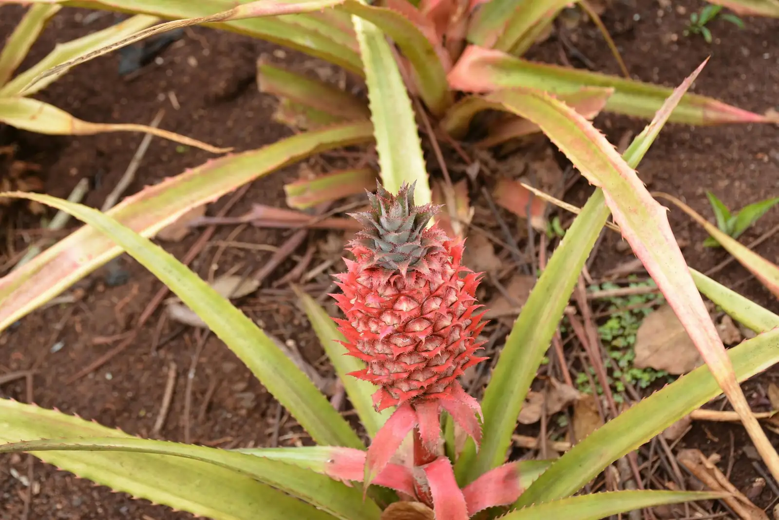 凤梨 (Ananas comosus) — 细节