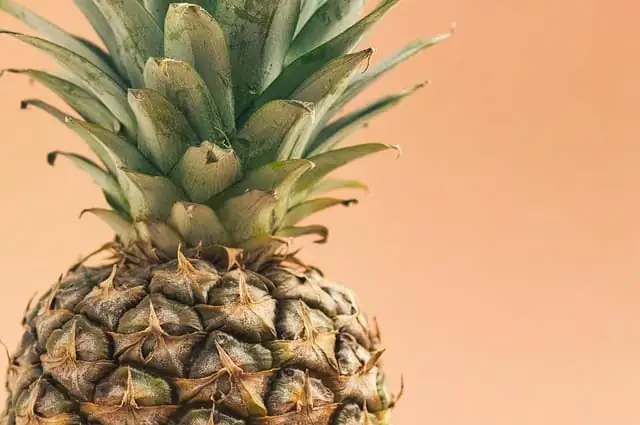 凤梨 (Ananas comosus) — 特写