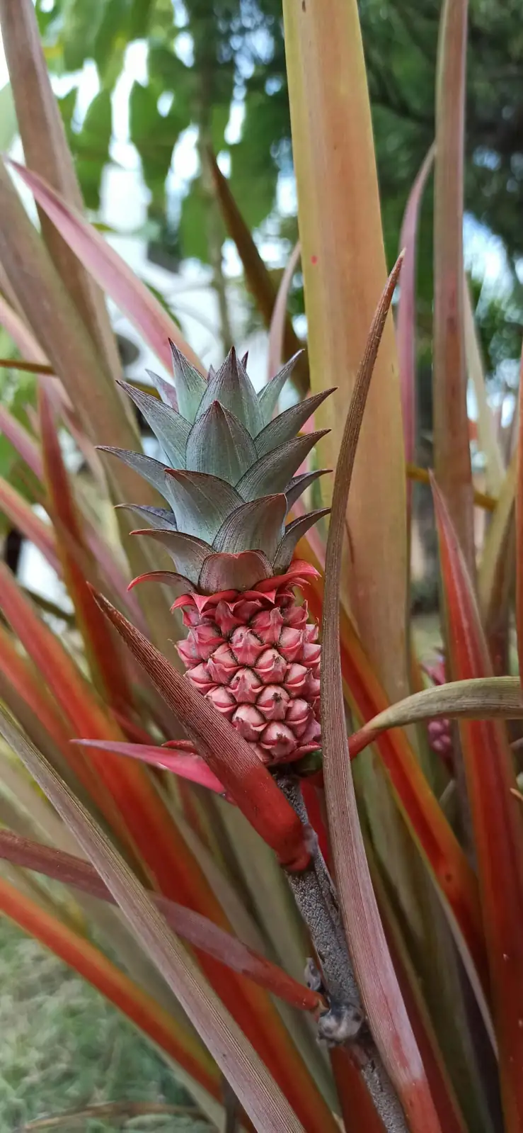 凤梨 (Ananas comosus) — 环境展示