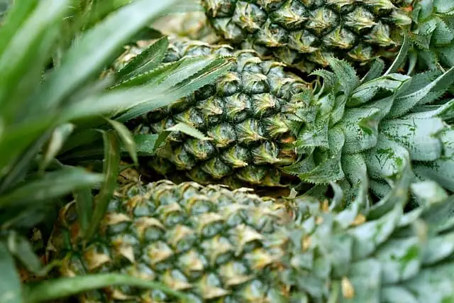 凤梨 (Ananas comosus) — 更多视角