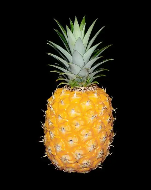 凤梨 (Ananas comosus) — 更多视角