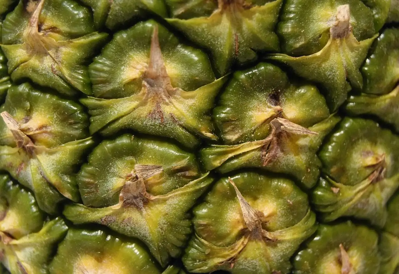 凤梨 (Ananas comosus) — 更多视角