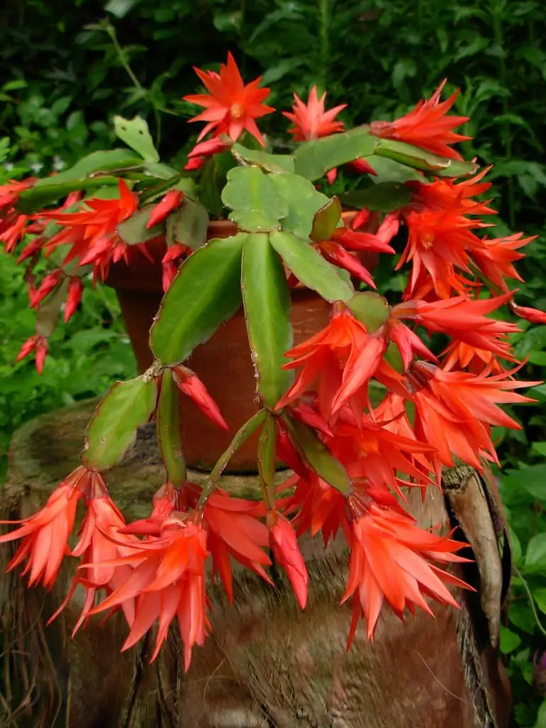 复活节仙人掌 (Hatiora gaertneri (syn. Rhipsalidopsis gaertneri, Schlumbergera gaertneri)) — 特写