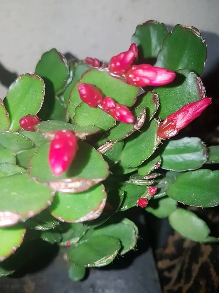 复活节仙人掌 (Hatiora gaertneri (syn. Rhipsalidopsis gaertneri, Schlumbergera gaertneri)) — 环境展示