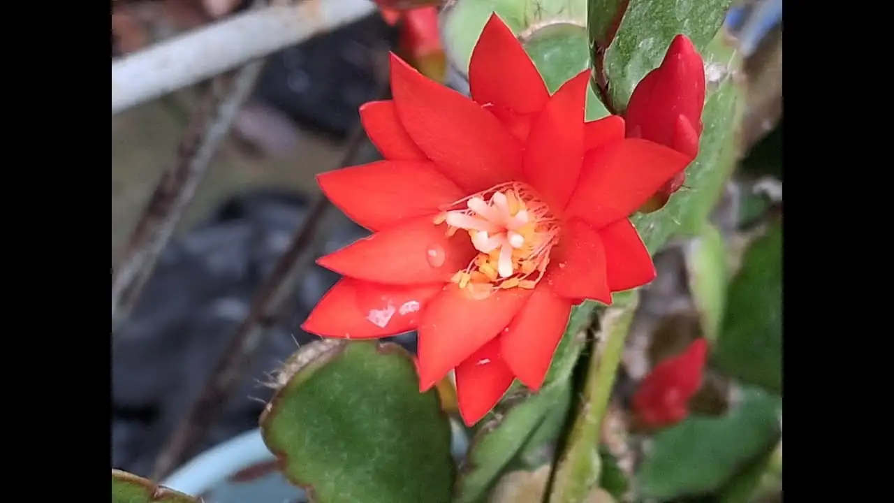 复活节仙人掌 (Hatiora gaertneri (syn. Rhipsalidopsis gaertneri, Schlumbergera gaertneri)) — 更多视角