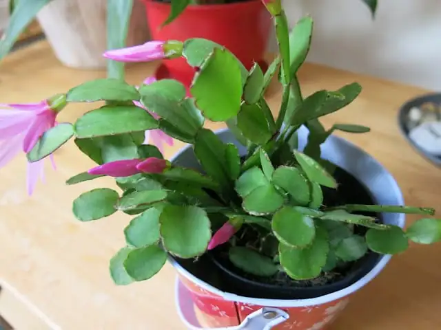 复活节仙人掌 (Hatiora gaertneri (syn. Rhipsalidopsis gaertneri, Schlumbergera gaertneri)) — 细节